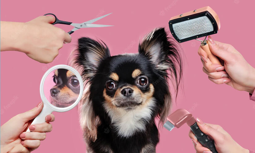 pet grooming business