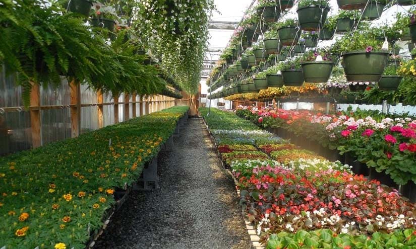 Ornamental Plant Nursery Interior Design Ideas ( Image Source: https://jeffdebruges-jeffdebruges-fr-storage.omn.proximis.com )